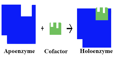 http://pharmaeducation.net/enzyme-co-enzyme-apoenzyme-holoenzyme-and-co-factor/