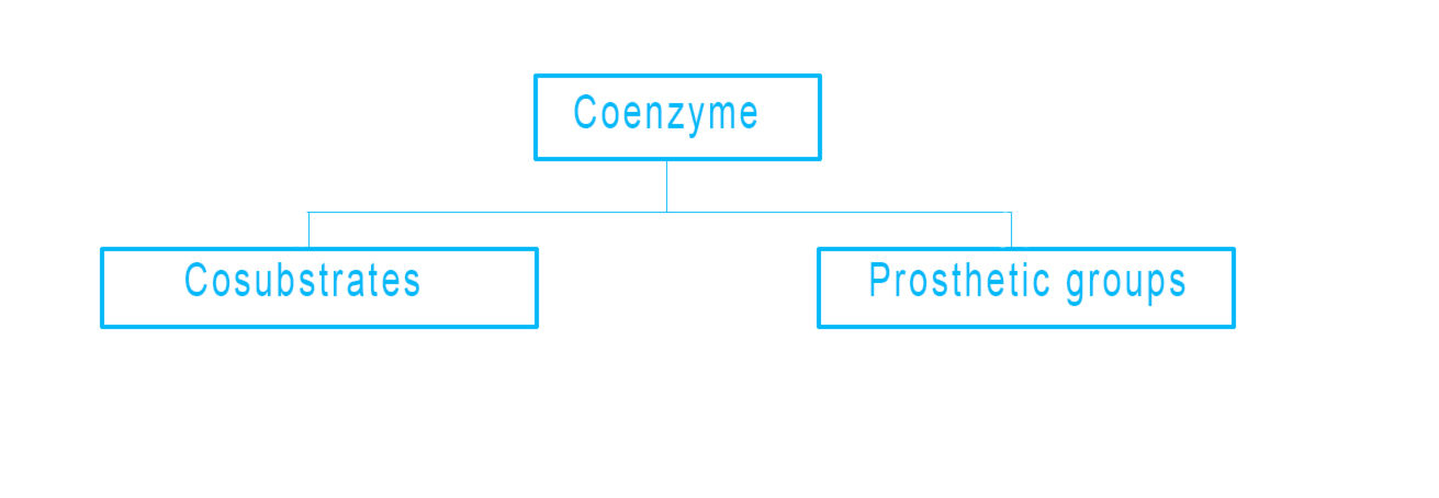 coenzyme and cofactor