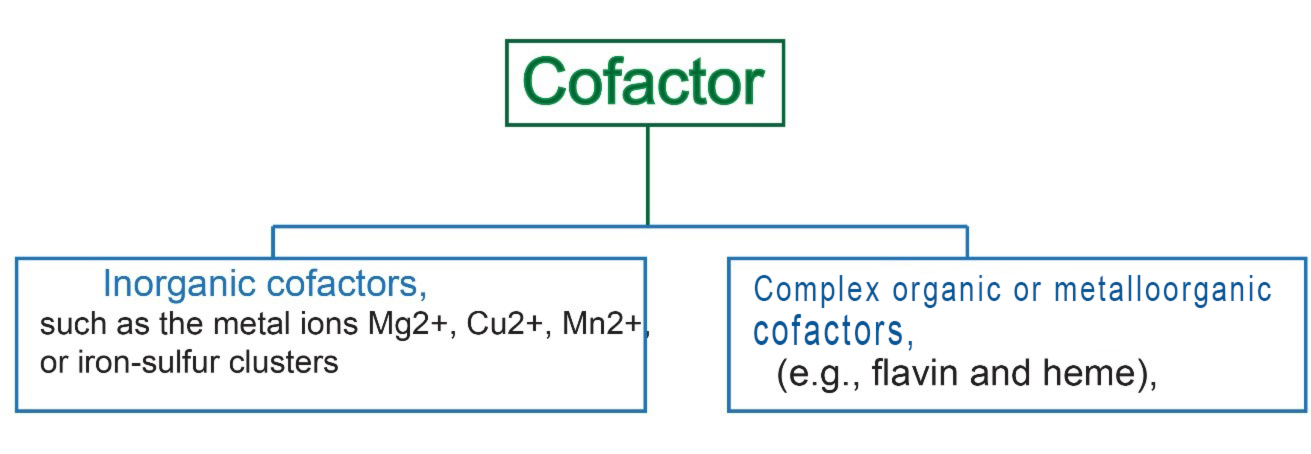difference-between-coenzyme-and-cofactor