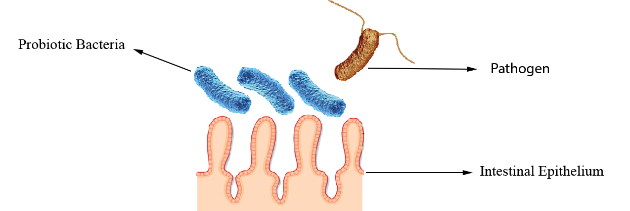 Probiotics Blocking of Adhesion Sites